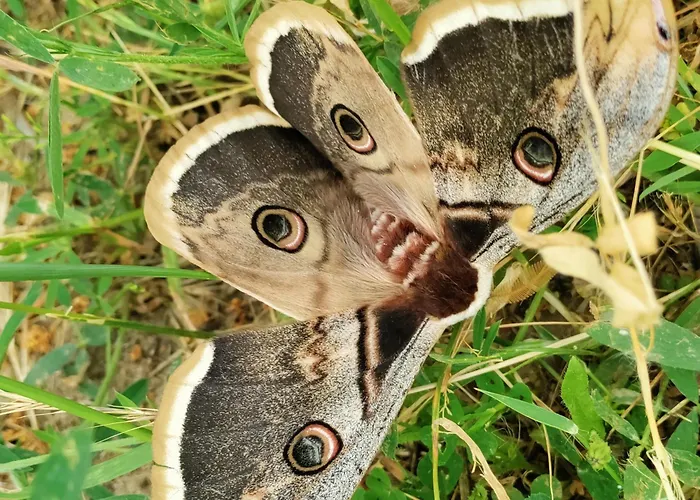 Ida Tahtalikoey Restorant * Edremit (Balikesir)